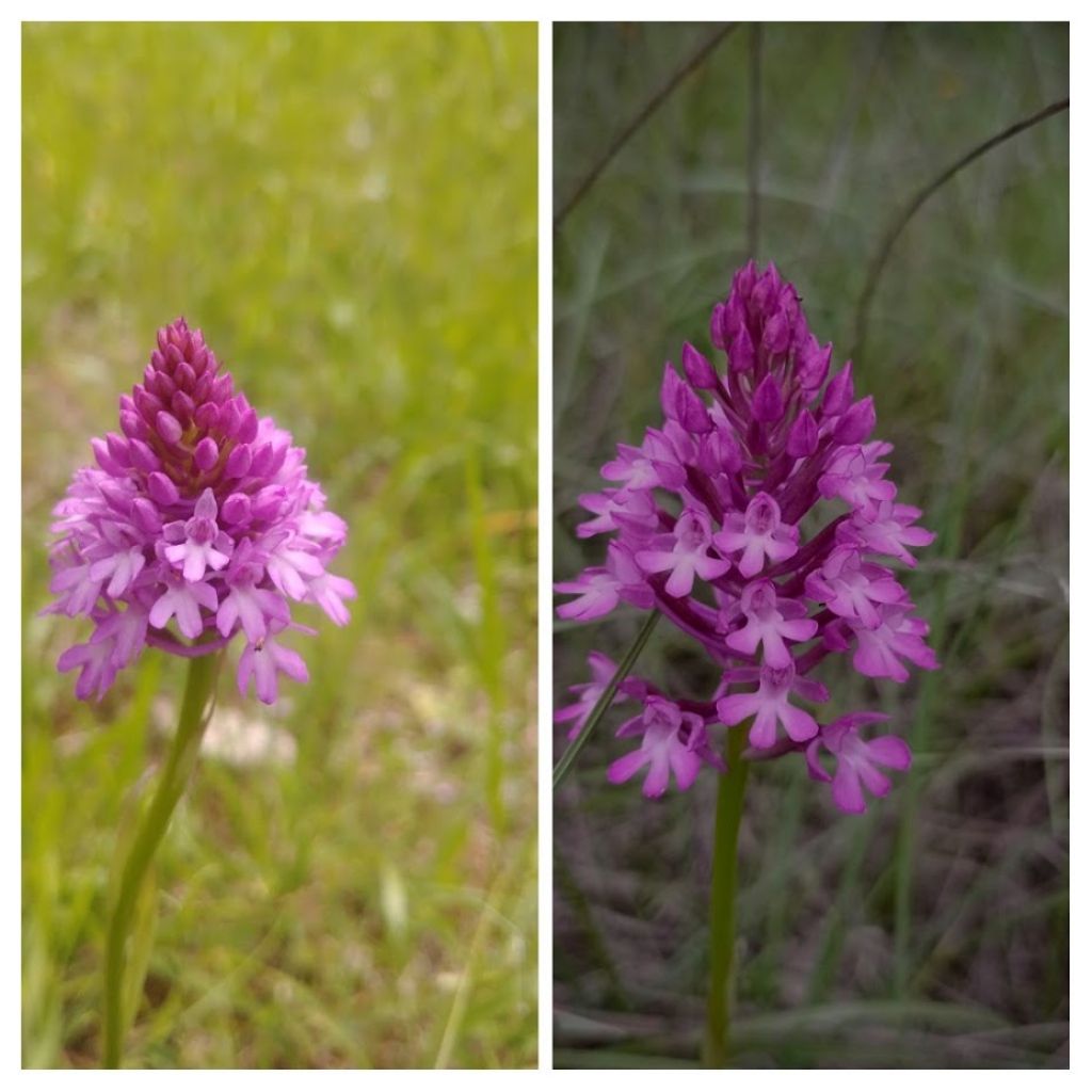 Anacamptis berica?